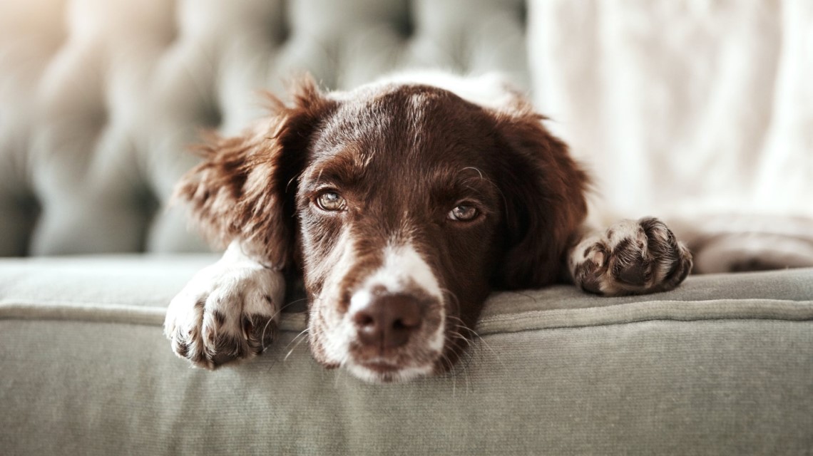 Mein Hund hat Blut im Urin: Ursachen und Tipps