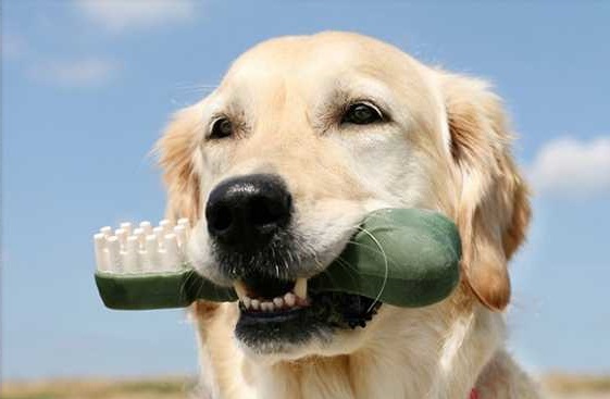 Zahnhygiene beim Hund