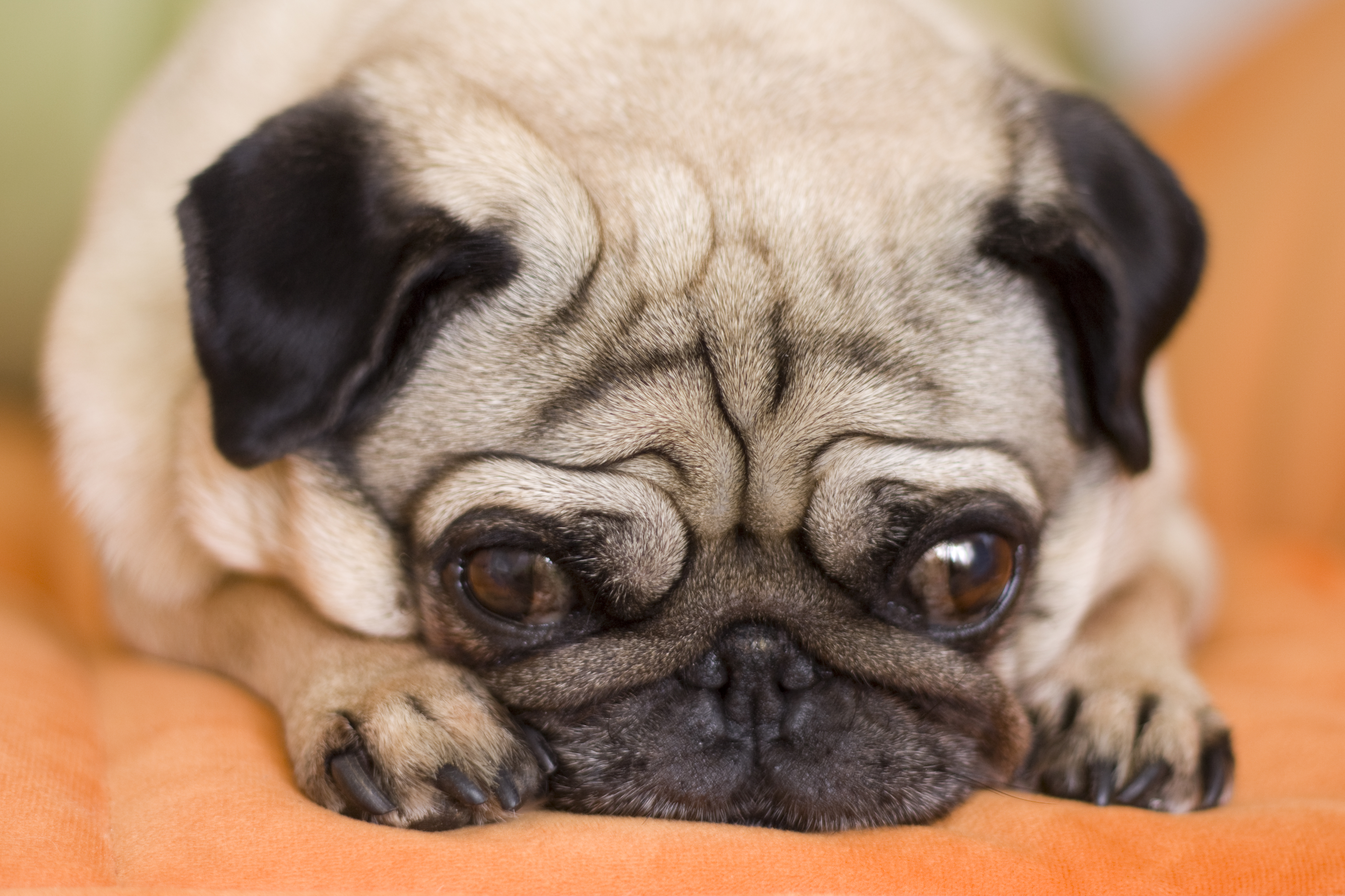 Mops