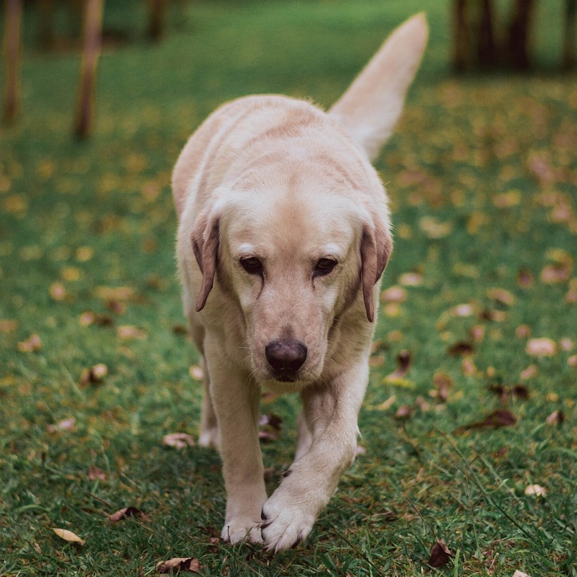 Mögliche Auslöser für Morbus Addison bei Hunden