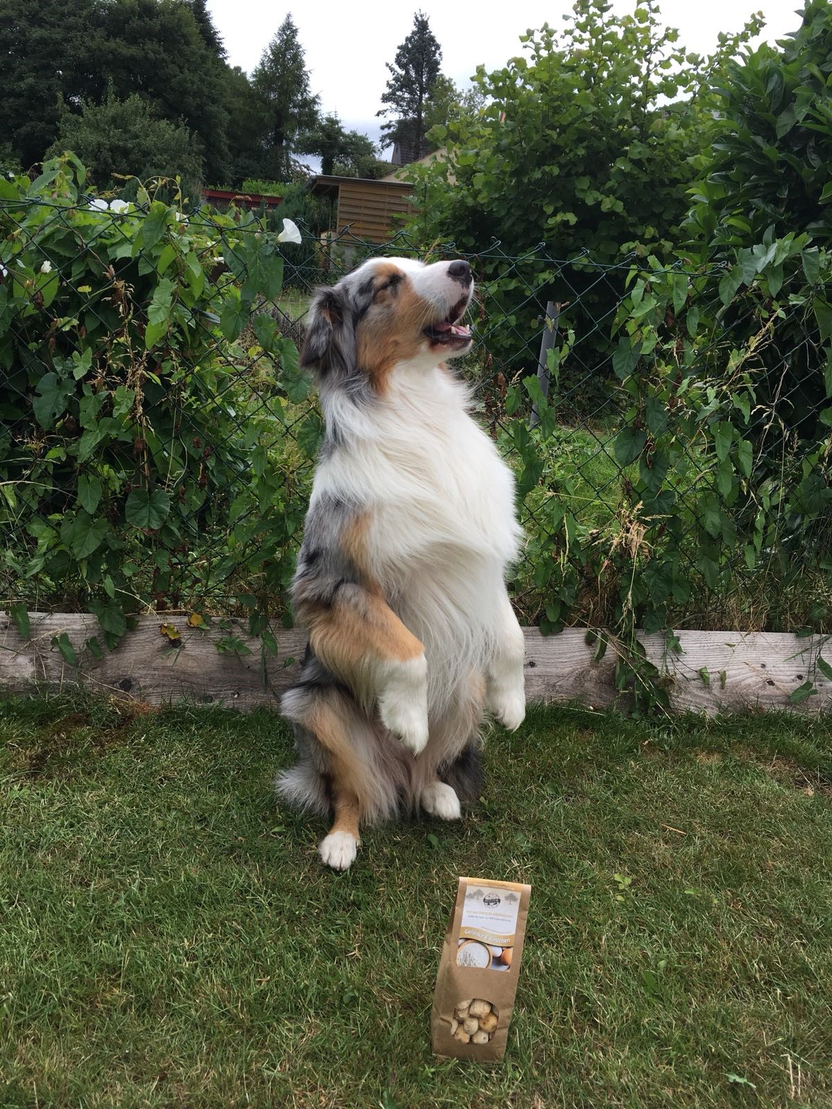 Hund mit Gelenke & Knochen Kekse