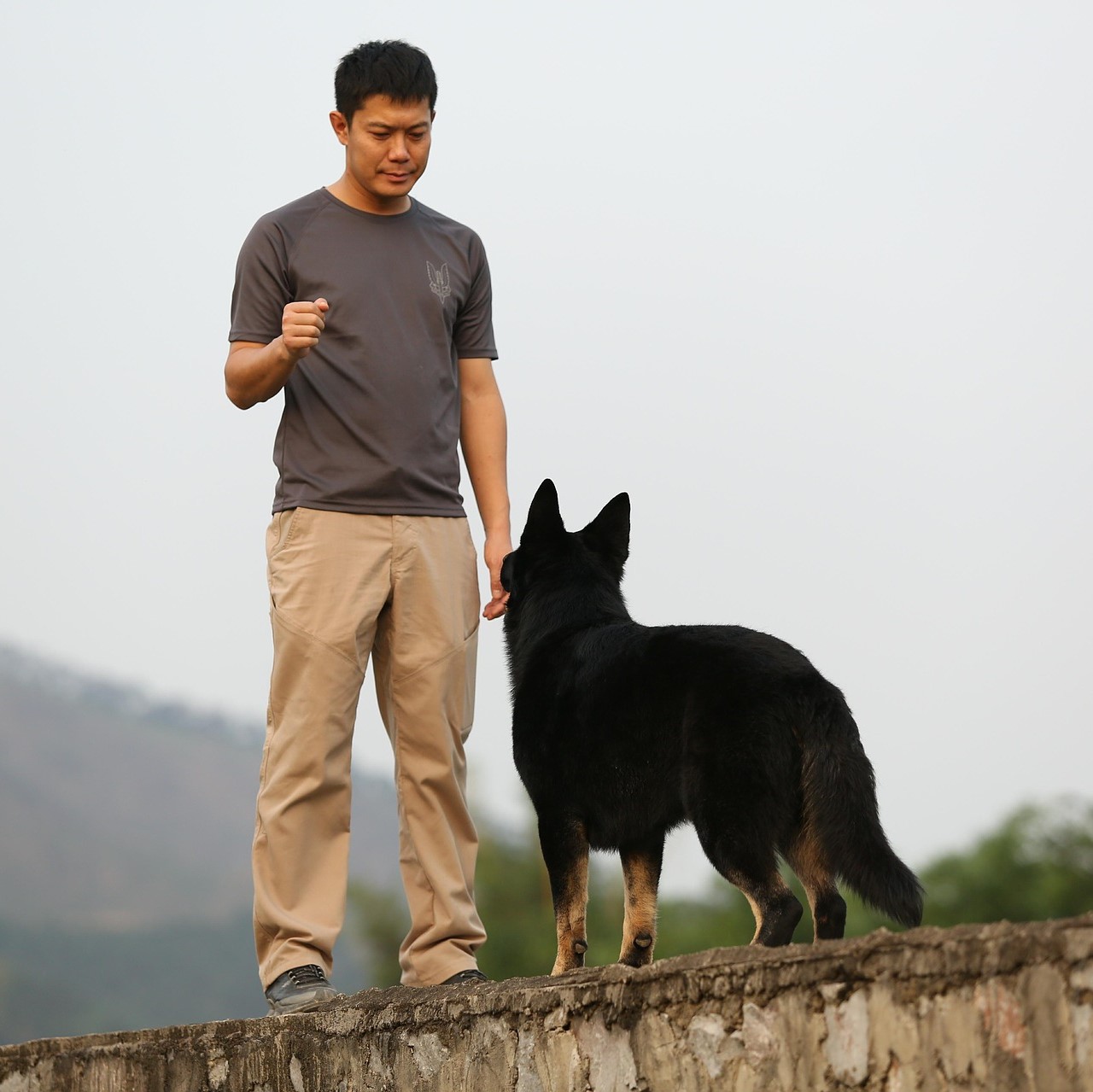 Ablauf einer Obedience-Prüfung