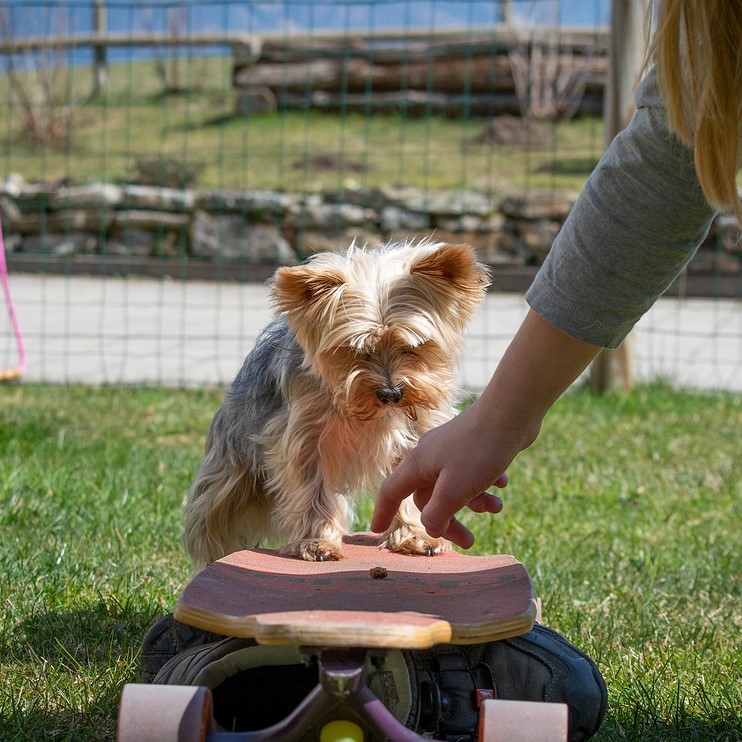 Wie läuft der Deckakt beim hund ab?