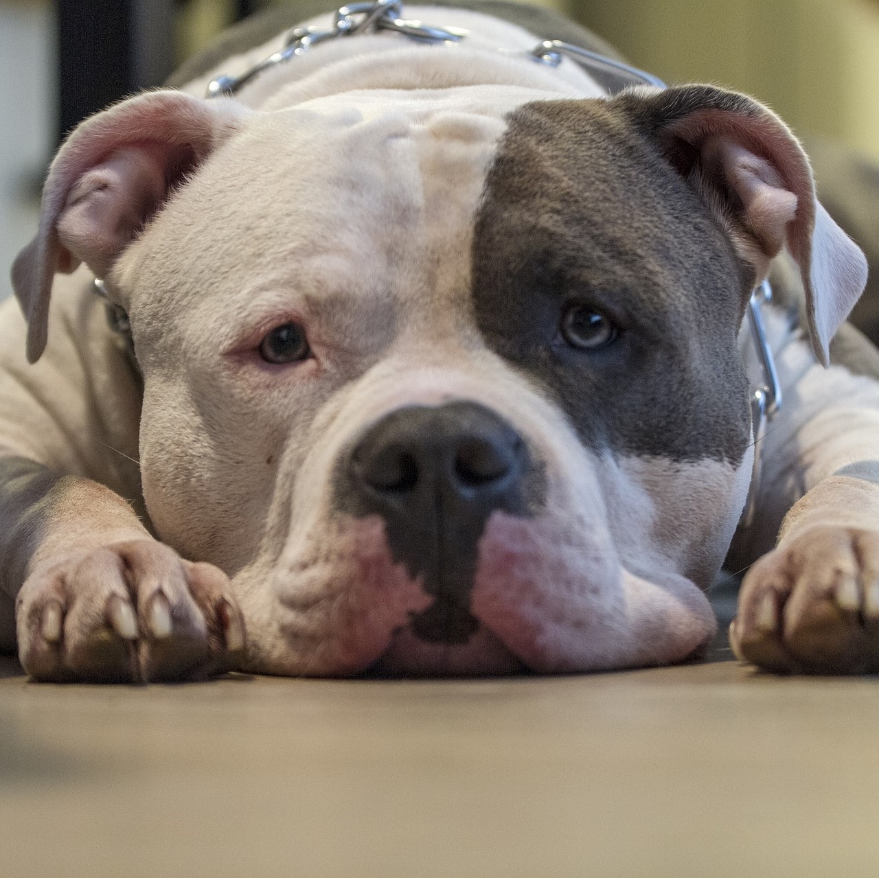 Hunde mit Pankreatitis sollten zum Tierarzt