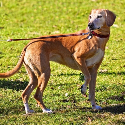 Patellaluxation beim Hund