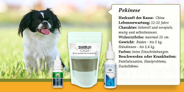 Banner mit Pekinese