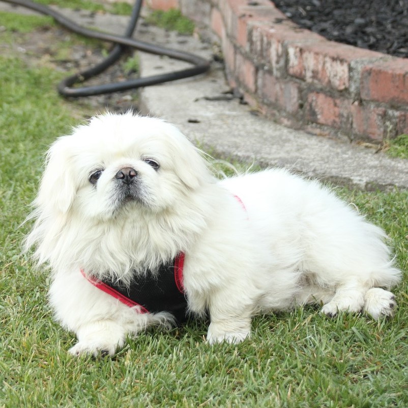 Pekinese Wesen und Charakter
