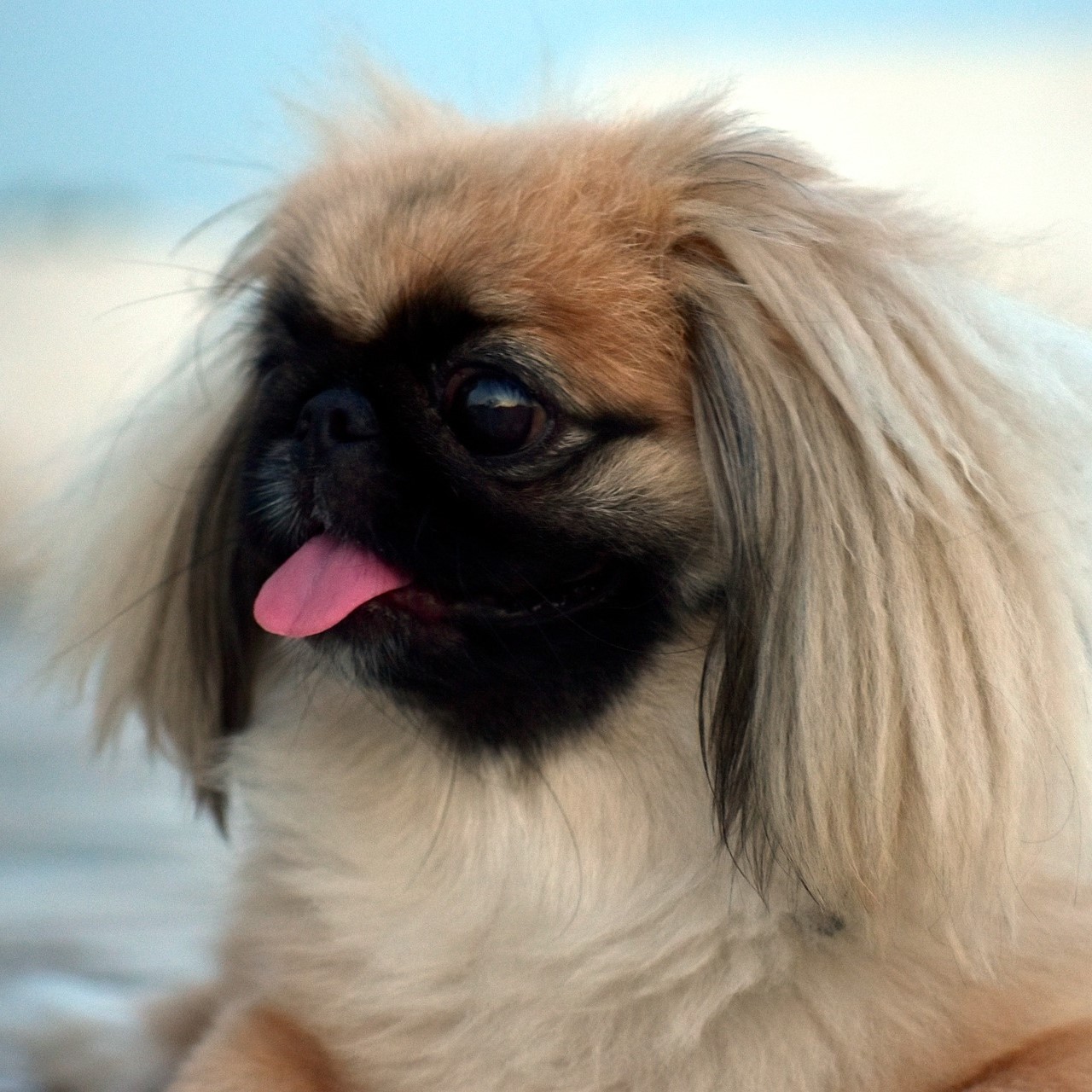 Pekinese