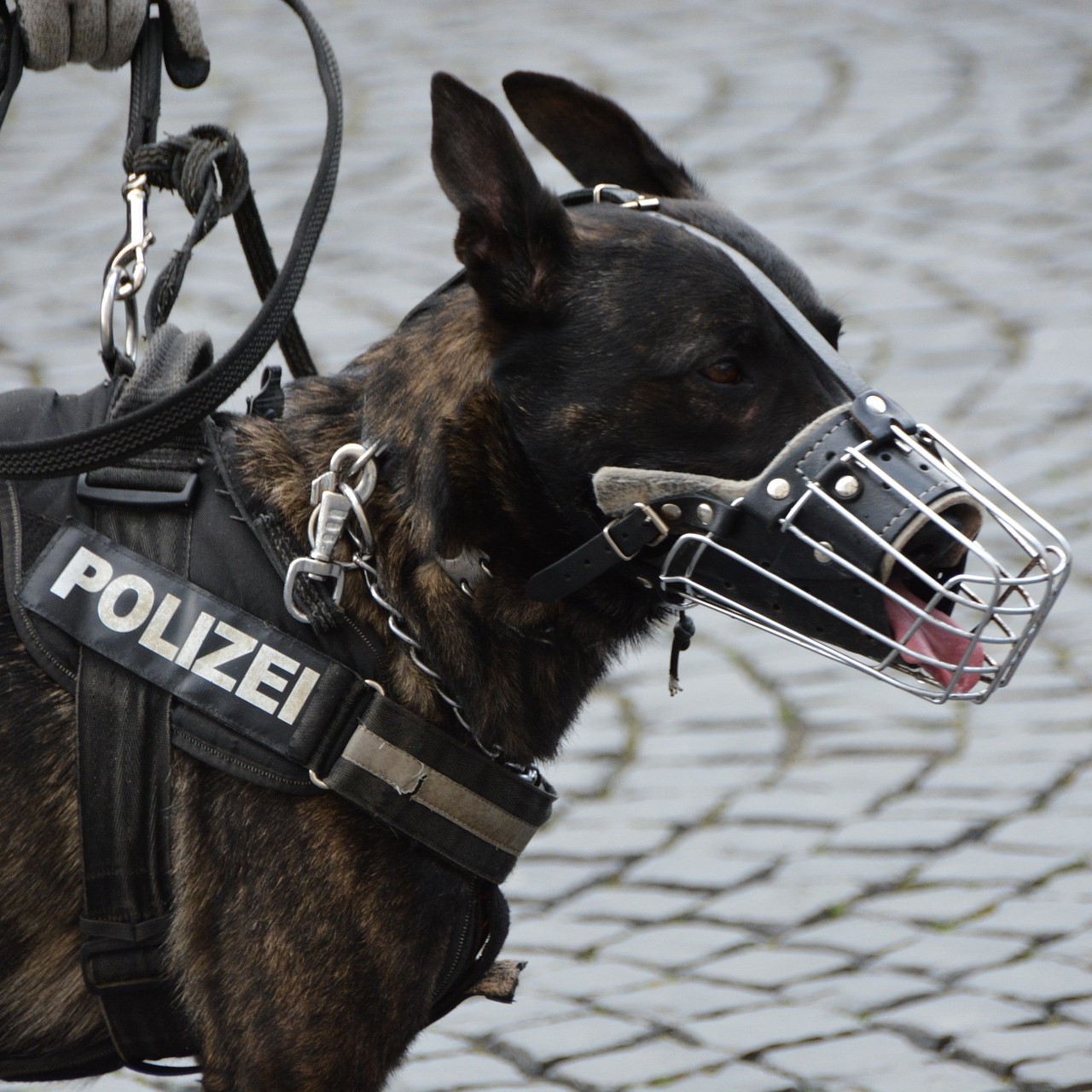 Polizeihund und Hundeführer
