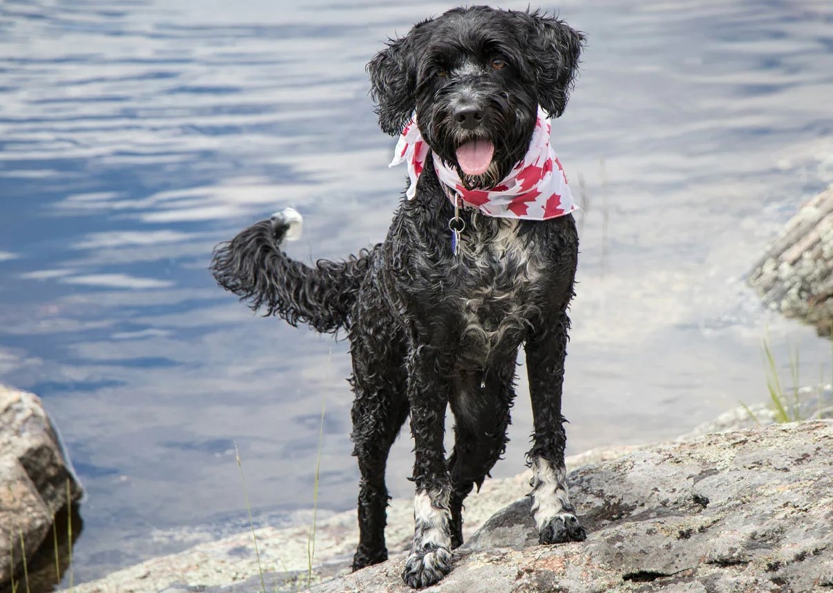 Aktivitäten mit dem Portugiesischer Wasserhund