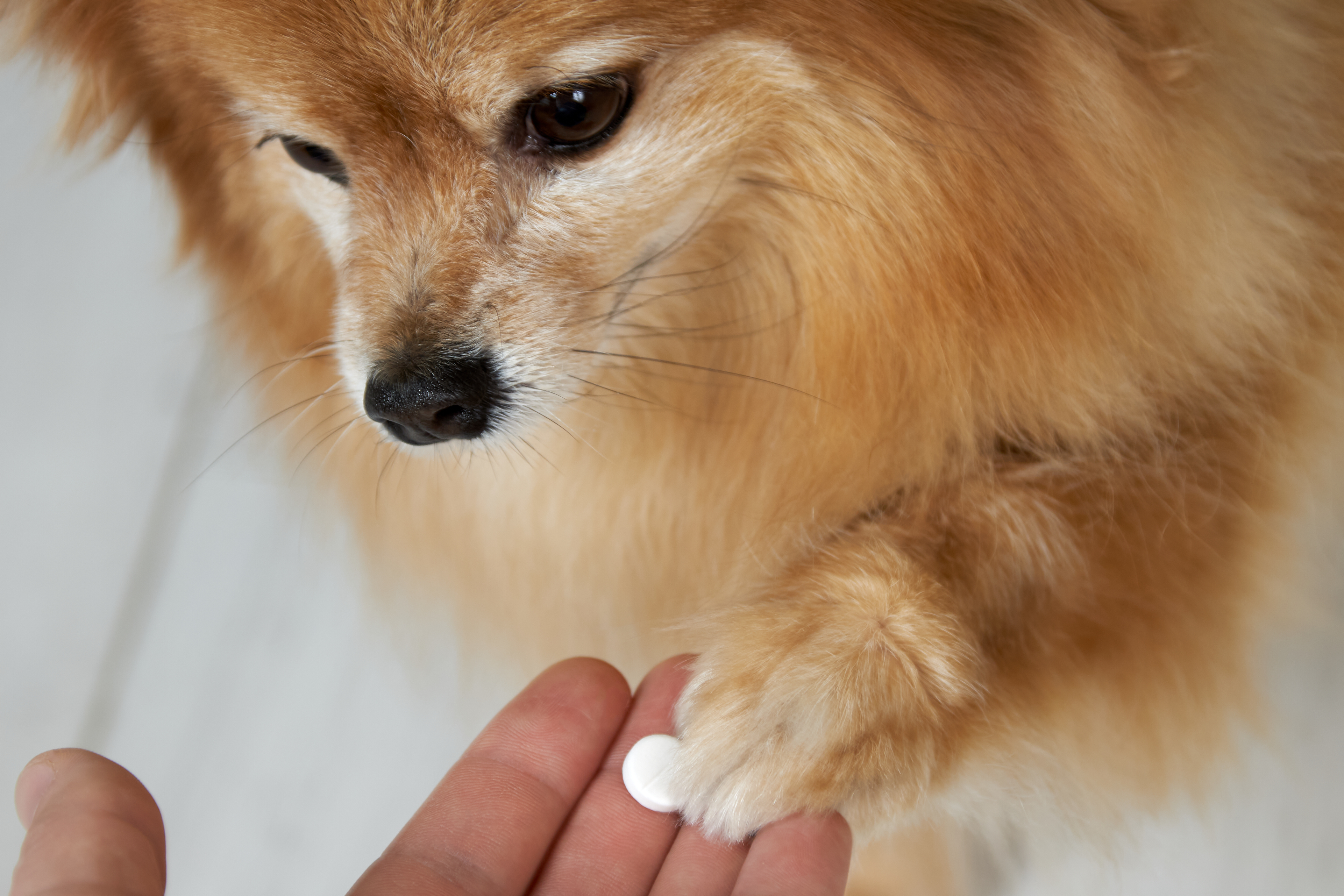 Prednisolon für Hunde