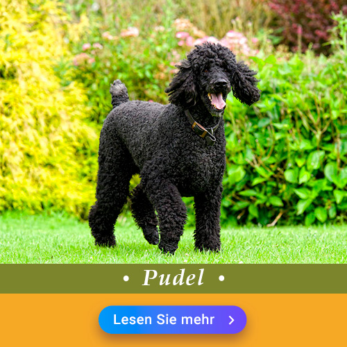 Pudel
