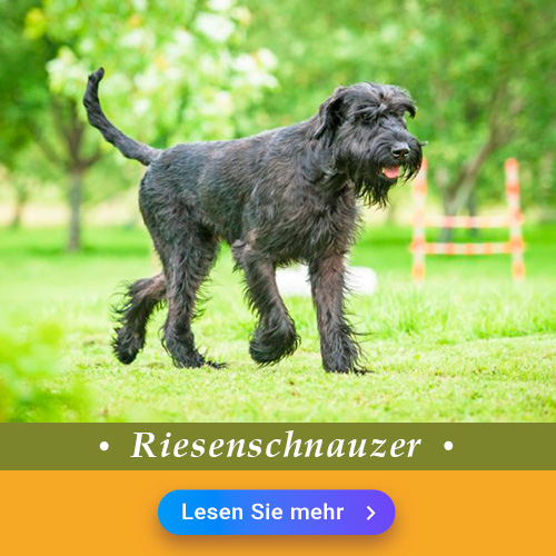 Riesenschnauzer