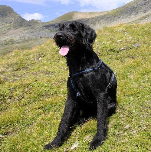 Riesenschnauzer