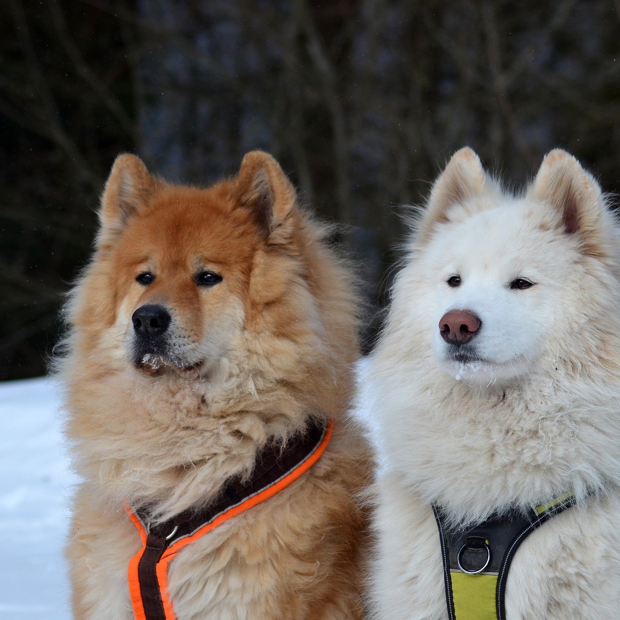 Schlittenhunde außerhalb der Saison trainieren