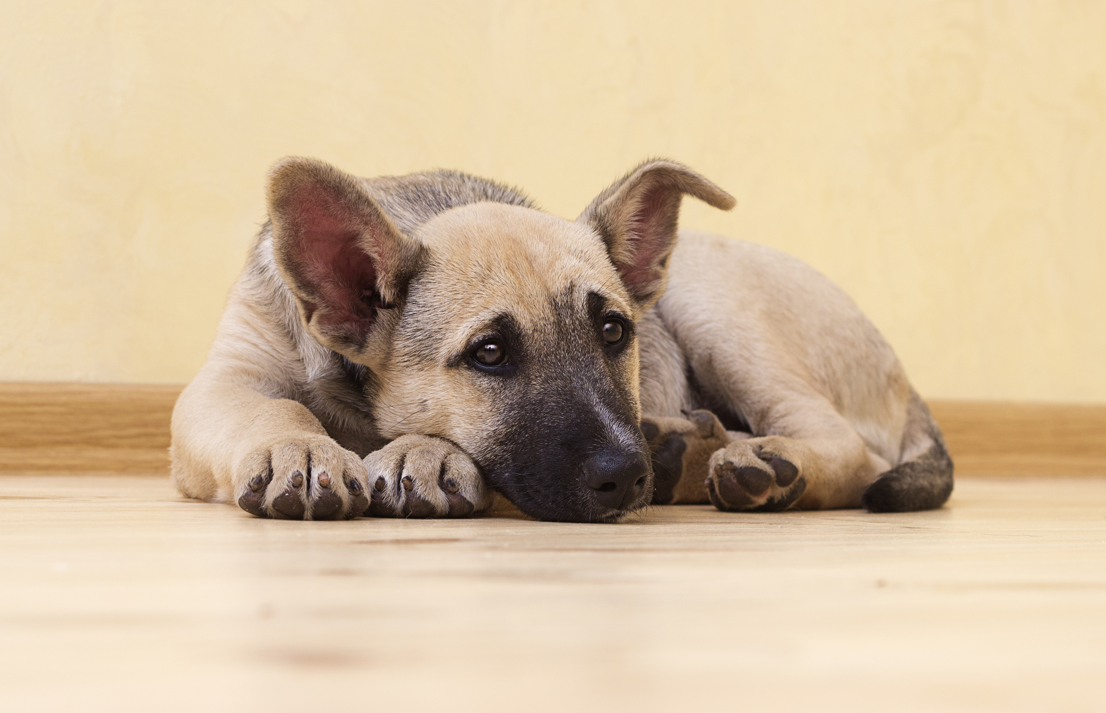 Schmerzmittel für Hunde
