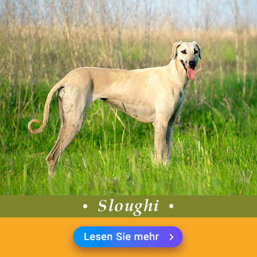 Sloughi
