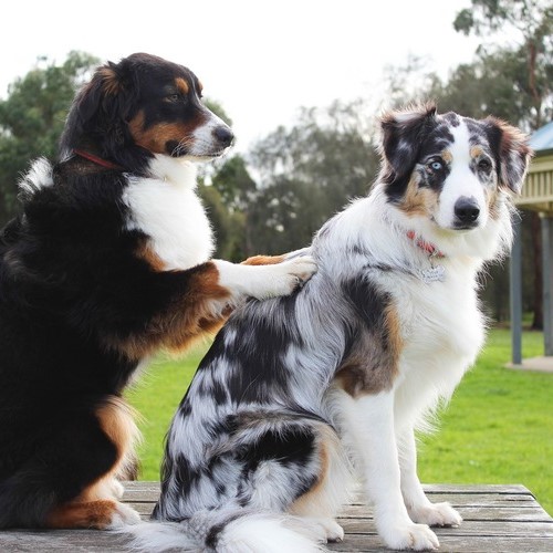 Therapiehunde
