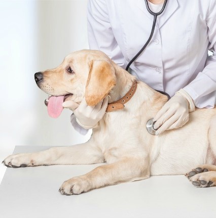 Zwingerhusten beim Hund
