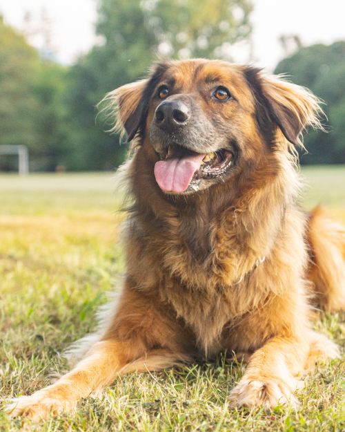 Tierschutz Hunde