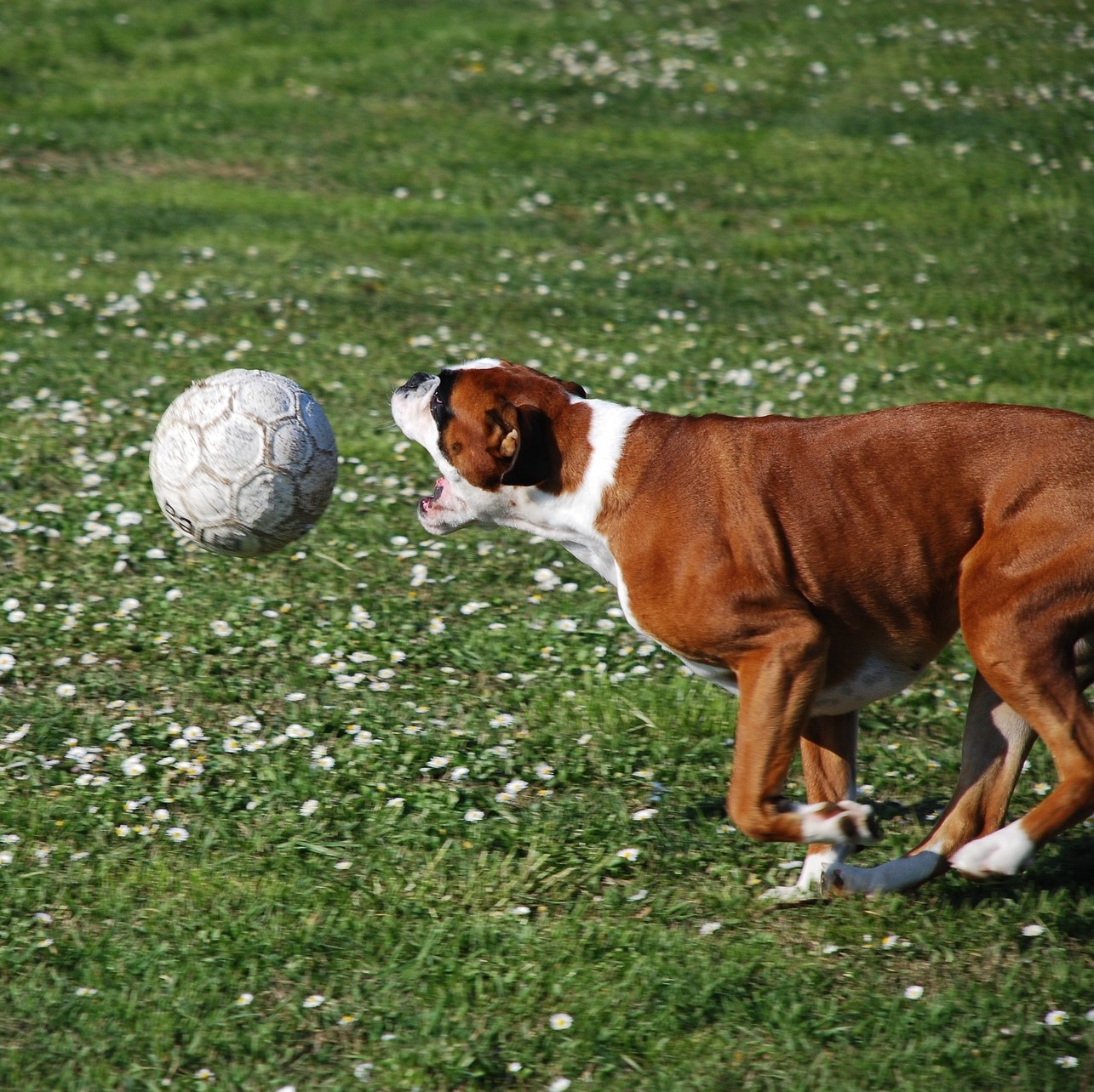 So funktioniert Treibball
