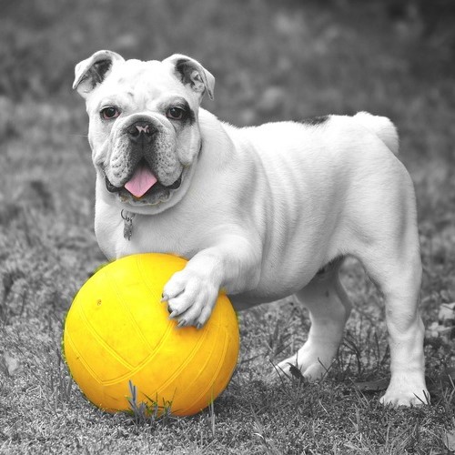 Treibball