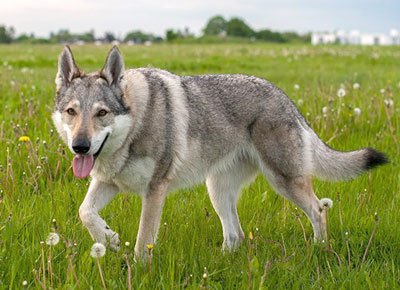 Tschechoslowakischer Wolfshund charakter