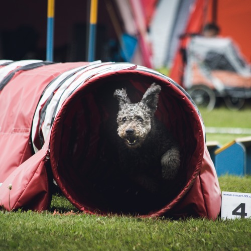 Voraussetzungen für die Teilnahme am Turnierhundesport