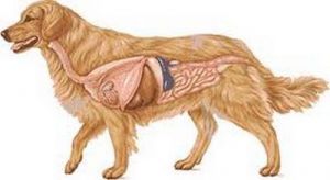 Verdauung beim Hund