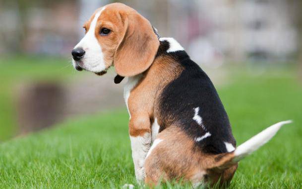 Symptome einer Verstopfung