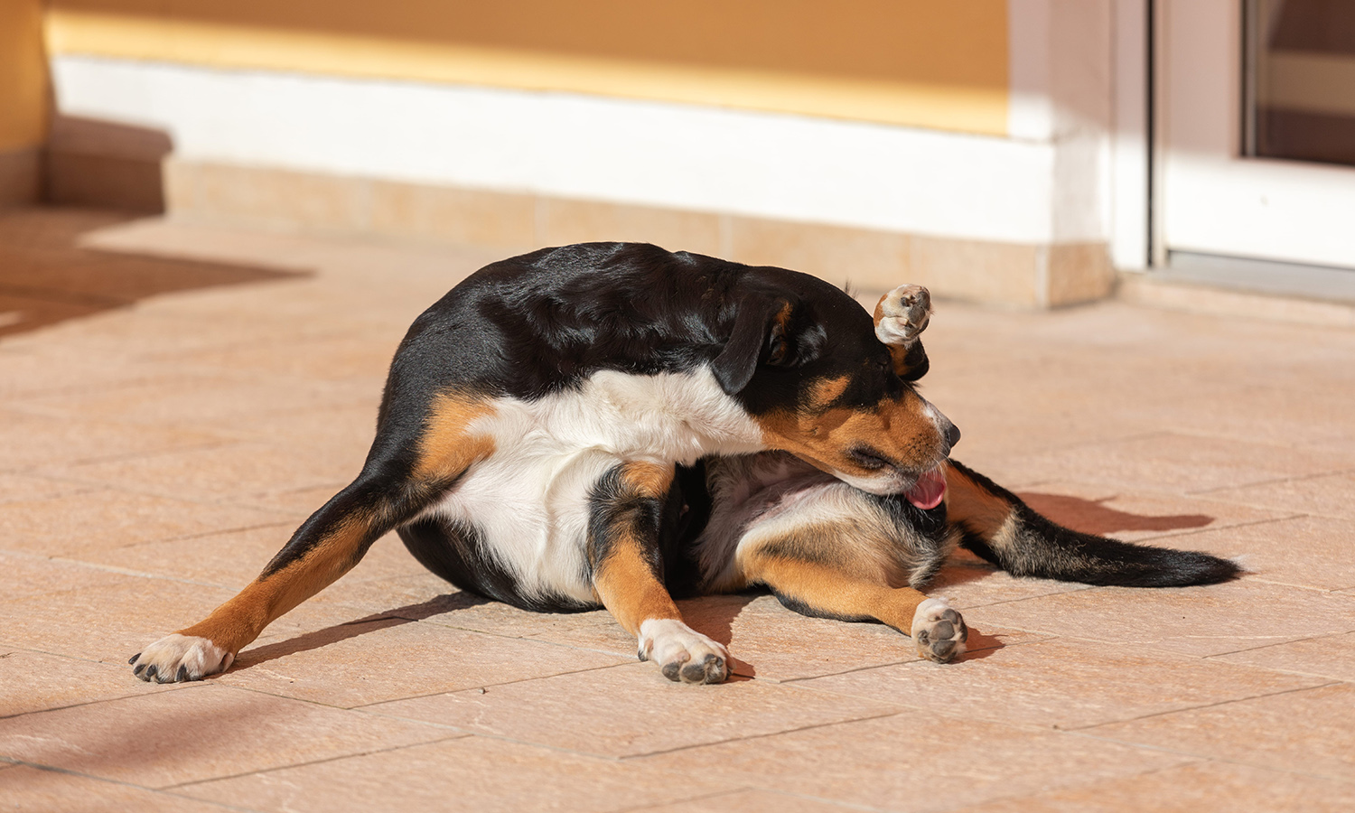 Warum leckt-der Hund am After