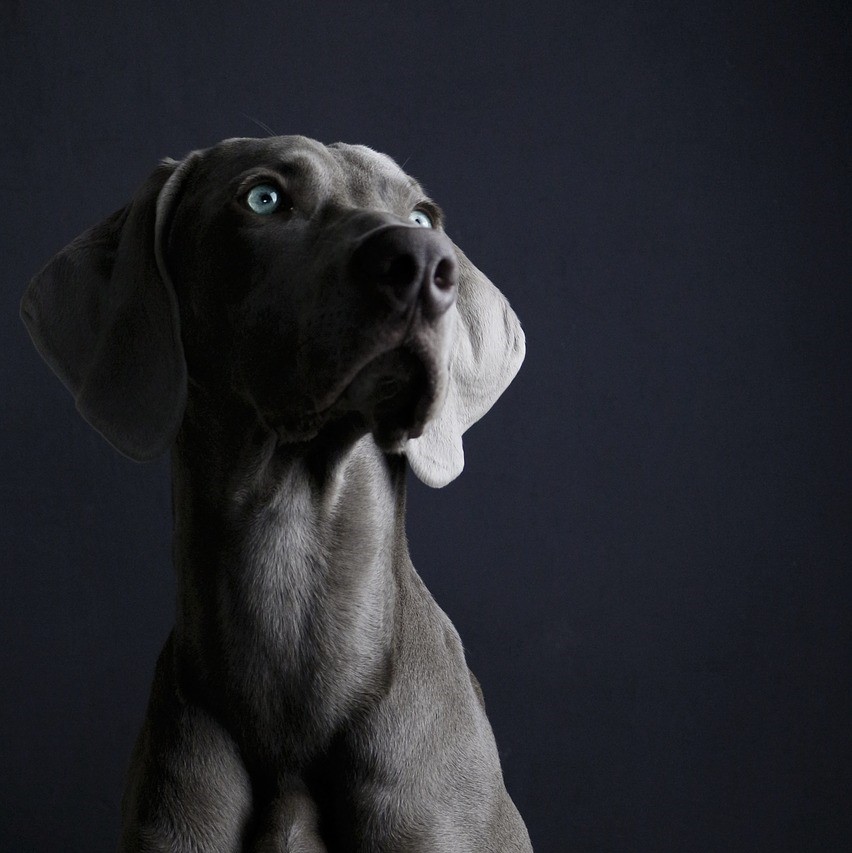 Weimaraner