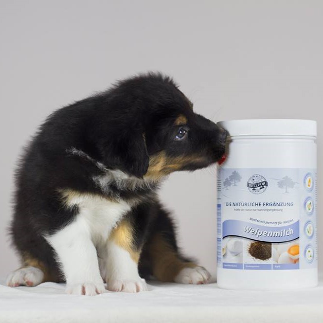Hund mit Welpenfutter
