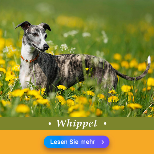 Whippet