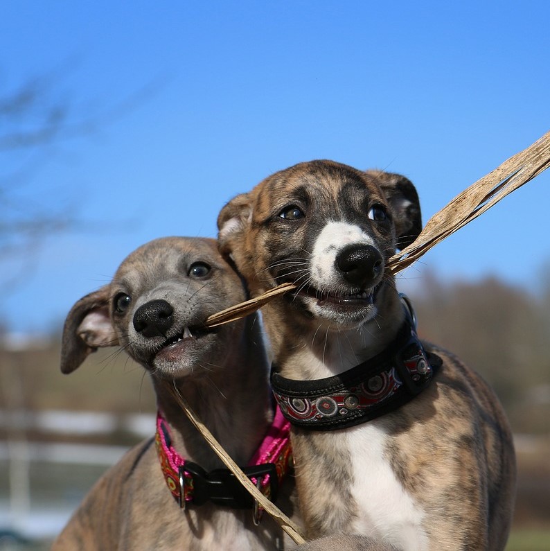 Aktivitäten mit dem Whippet