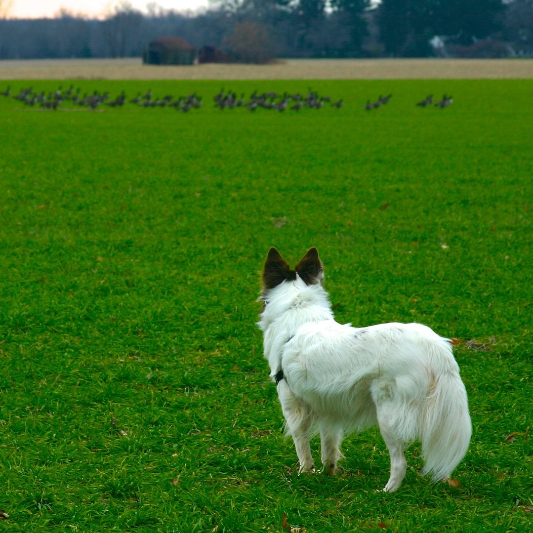Coursing