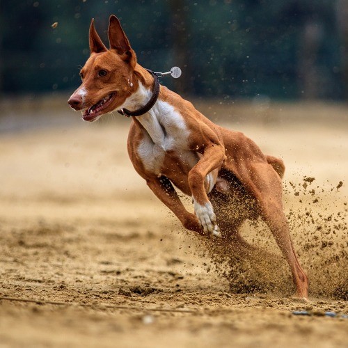 Windhunde