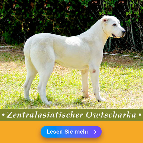 Zentralasiatischer Owtscharka