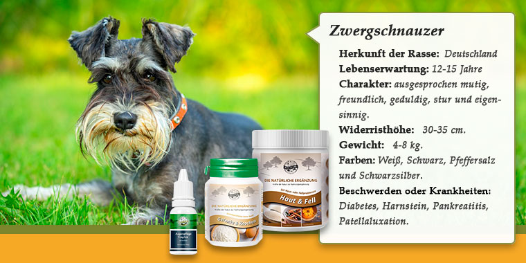 Banner mit Zwergschnauzer