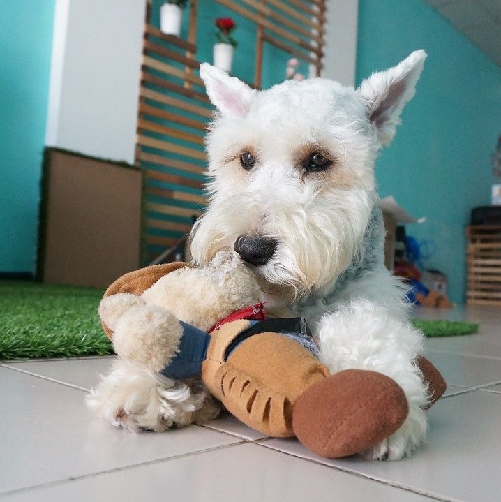 Aktivitäten mit dem Zwergschnauzer