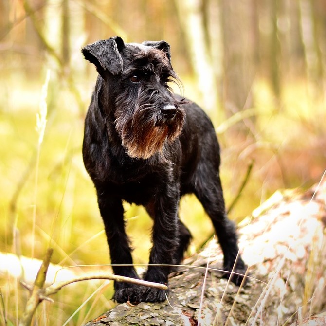 Zwergschnauzer