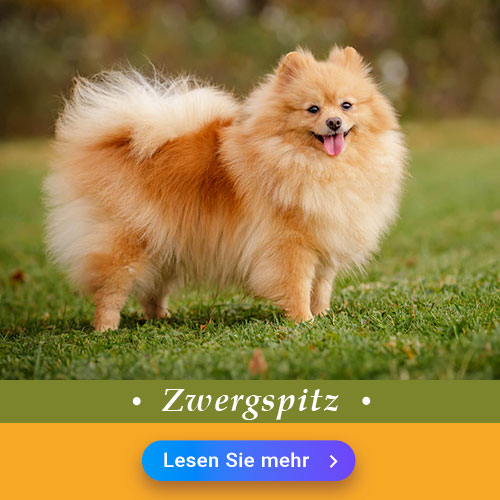 Zwergspitz