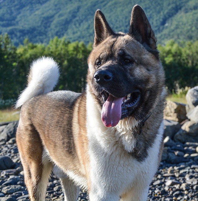 American Akita Wesen und Charakter