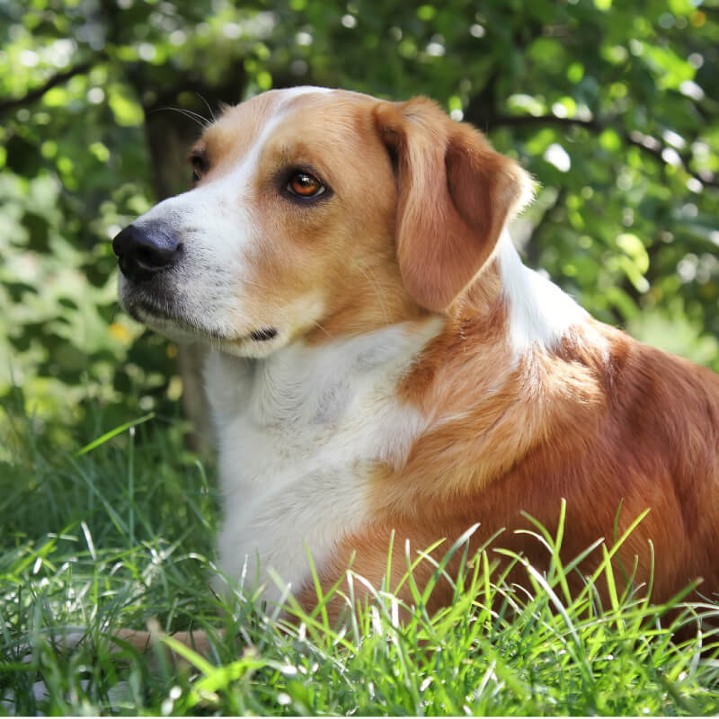 Anaplasmose beim Hund