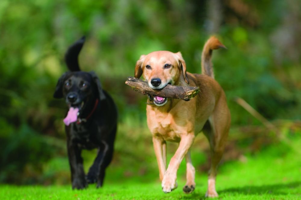 Übergewicht beim Hund Vorbeugung