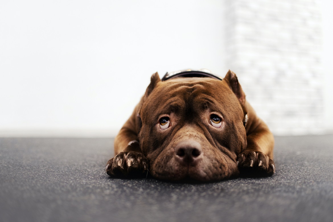 Beruhigungsmittel für Hunde