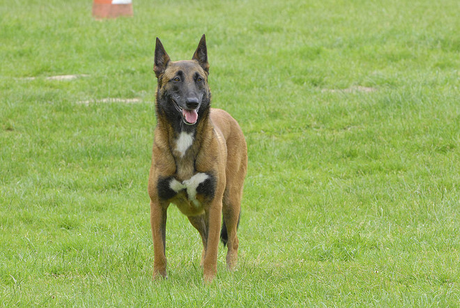 Belgischer Schäferhund Charakter