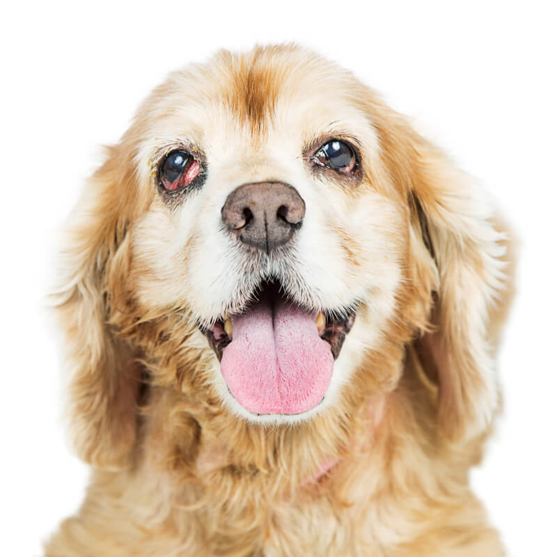 Cherry-Eye beim Hund