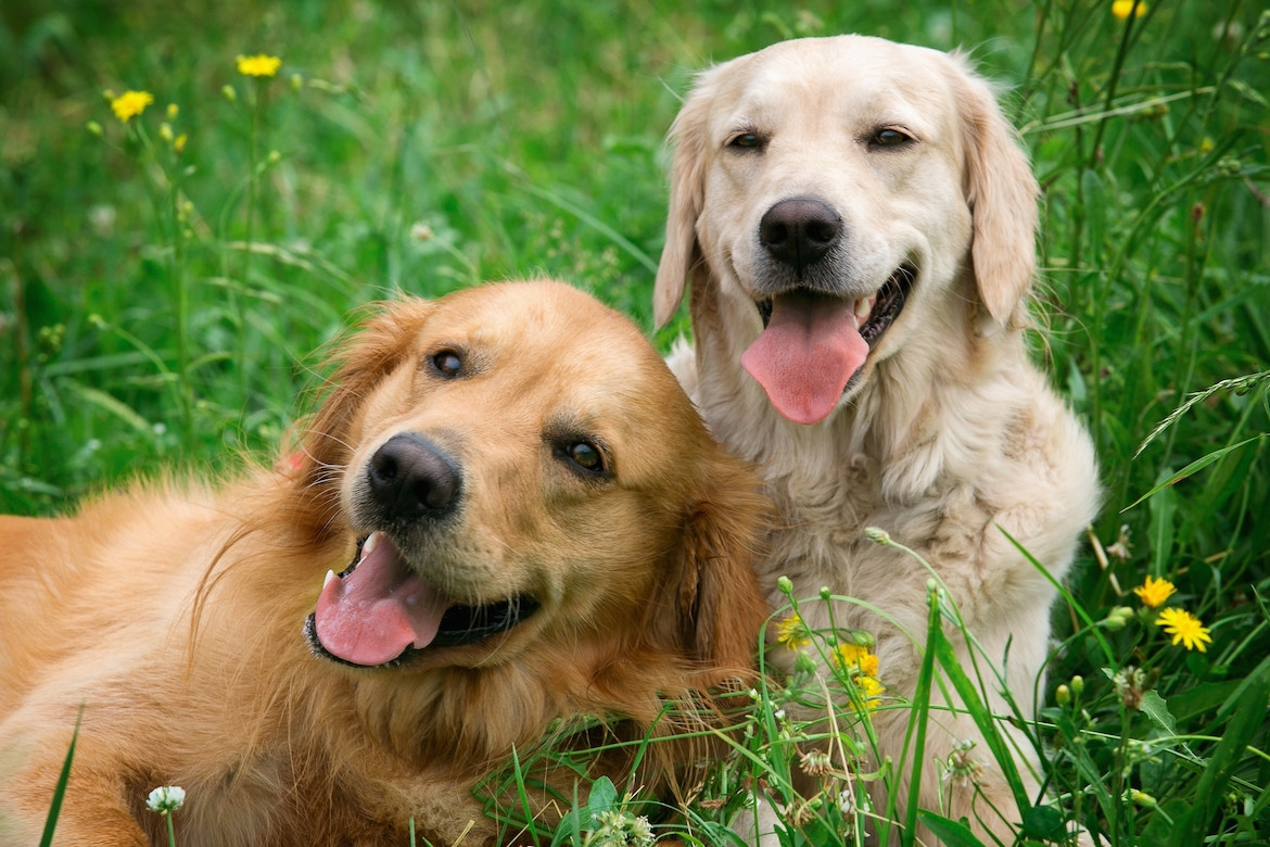 Darmsanierung beim Hund nach einer Wurmkur