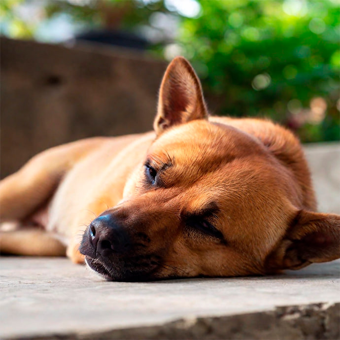 Demenz bei Hunden